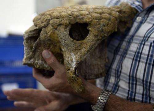 Venezuelan paleontologist Ascanio Rincon shows the skull of a glyptodont found in Caracas, Venezuela on August, 30, 2013