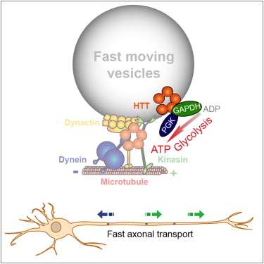 Vesicle-attached ATP generator, not mitochondria, powers axonal transport