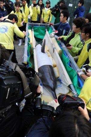 Veterinarians and zoo keepers prepare the dolphin called &quot;Jedol&quot; (C) for transport at Seoul Grand Park Zoo, May 11, 20