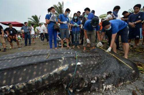 Vets measure the carcass of a 300-kg juvenile whale shark that washed ashore west of Manila on September 5, 2013
