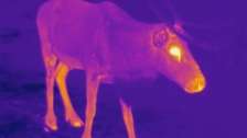 Video: Rudolph’s glowing nose