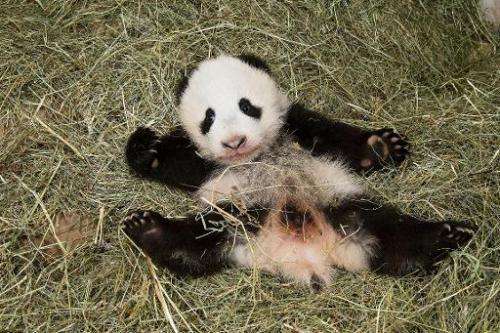 Vienna's new baby panda, seen on November 26, 2013, will be named Fu Bao, or Happy Leopard in Mandarin, the city's Schoenbrunn Z
