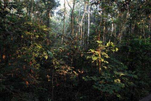 View of the Amazon forest at Amacayacu National Park, in Guaviare, Colombia on August 19, 2010