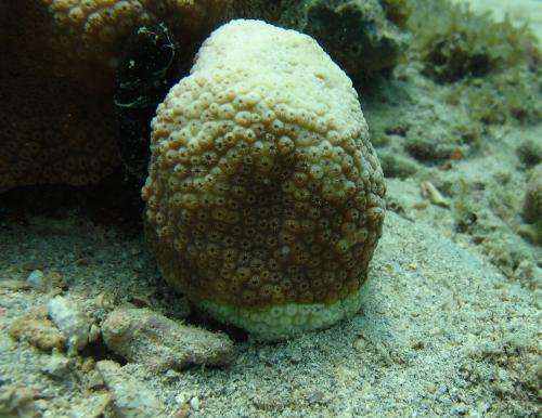 Viruses associated with coral epidemic of 'white plague'