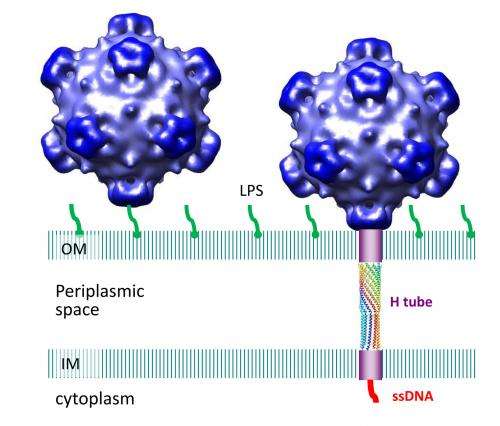Virus grows tube to insert DNA during infection then sheds it
