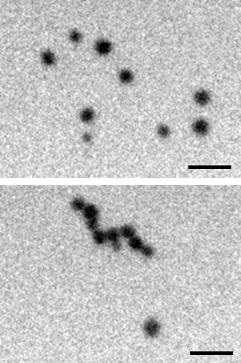 Visualization of gold nanoparticle self-assembly via TEM