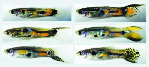 Male guppies with the rarest colour patterns preferred by females