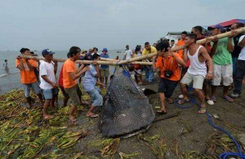 Volunteers attempt to move the carcass of a 300 kgs juvenile whale shark west of Manila, September 5, 2013