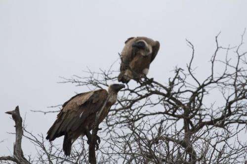 Vultures foraging far and wide face a poisonous future