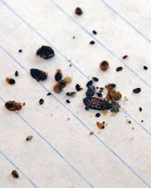 War on bugs: University of Cincinnati research could lead to better bed bug control