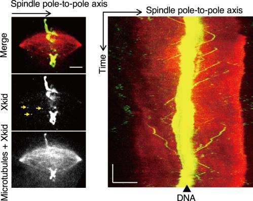 Waseda University team observes molecular motors involved in chromosome transport