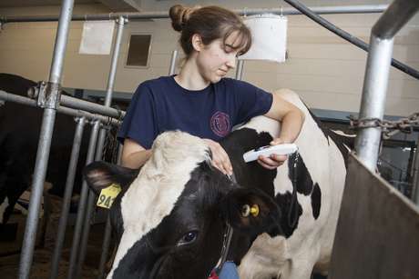 Waste heat could keep cows cool and comfortable
