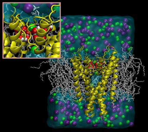 Water molecules control inactivation and recovery of potassium channels