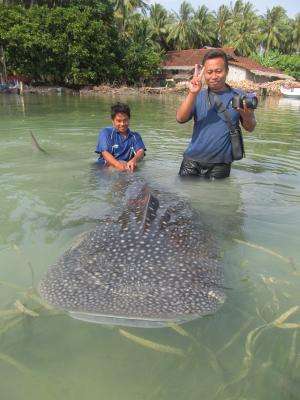 WCS helps release juvenile whale shark from net in Indonesian marine park