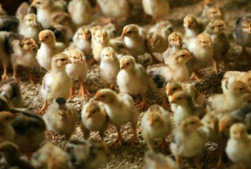 Weaker chicks are often kicked out of the nest by siblings, scientists say