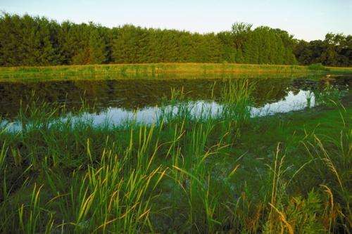 Wetlands more cost-effective in nutrient removal, but multiple payments would be of uncertain value