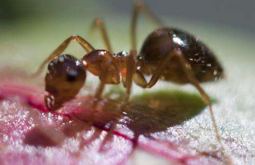 We’ve been looking at ant intelligence the wrong way