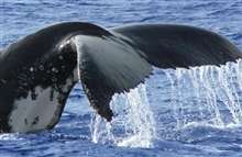 Whale detection: New innovative use of SSC’s Maritime Surveillance System