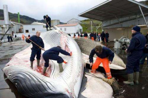 Whalers cut open a 35-tonne fin whale on June 19, 2009, one of two caught off the coast of Iceland
