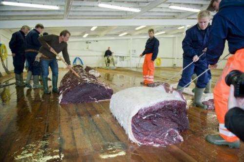 Whalers inspect meat from a 35-tonne fin whale on June 19, 2009, one of two caught off the coast of Iceland