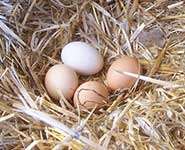 What are the risks when hens lay their eggs on the floor?