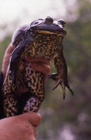 What do American bullfrogs eat when they're away from home? Practically everything!