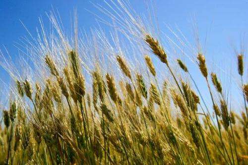 Wheat in a field near Tioga, North Dakota on August 19, 2013
