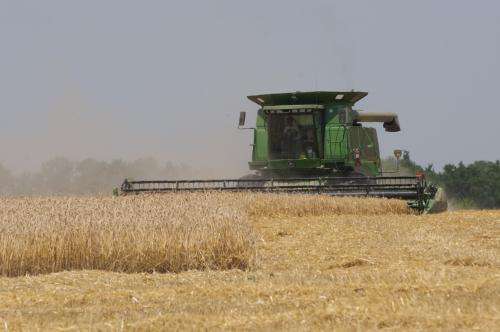 Wheat research indicates rise in mean temperature would cut yields