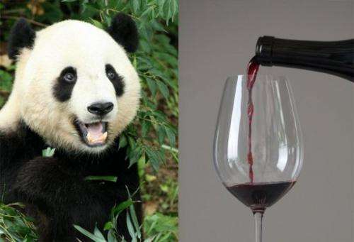 Which is more important, pandas or pinot?