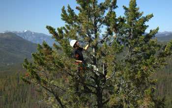 Whitebark pine trees: Is their future at risk?