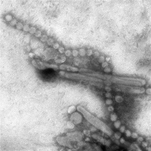 WHO: New flu passes more easily from bird to human