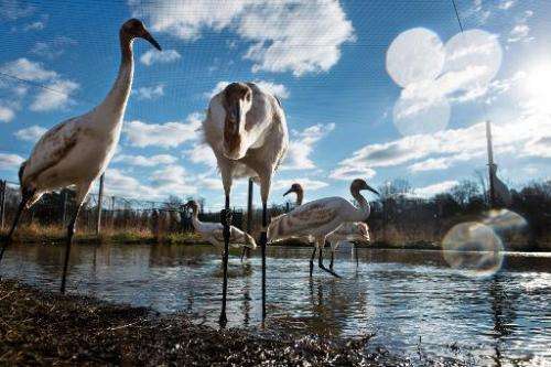 Whooping cranes, raised in captivity before being transferred to Louisiana, are seen at the US Geological Survey's Patuxent Wild