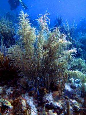 Why are some corals flourishing in a time of global warming?