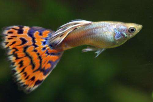 Why guppies have genital claws