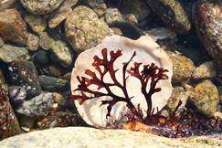 Why red algae never colonized dry land