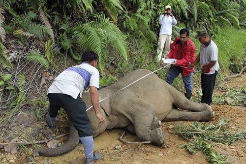 Wildlife officials measure a dead pygmy elephant in the Gunung Rara Forest Reserve, in Malaysia, Januray 29, 2013