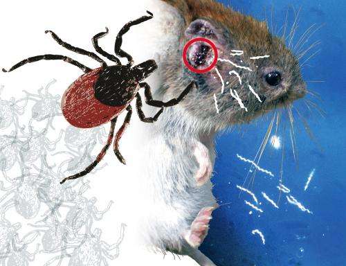 Wild mice have natural protection against Lyme borreliosis