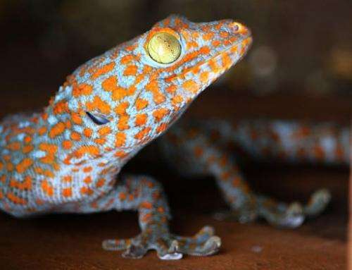Wild populations of Southeast Asia's striking Tokay Gecko are in danger of being over-hunted for use in Chinese medicine