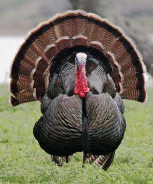Wild turkey damage to crops and wildlife mostly exaggerated