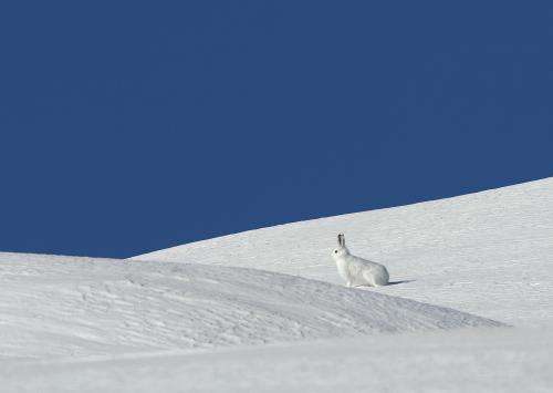 Winter wonderland? Mountain hares feel more comfortable away from winter tourists