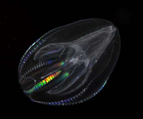 With new study, aquatic comb jelly floats into new evolutionary position