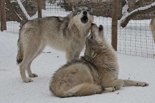 Wolves howl because they care