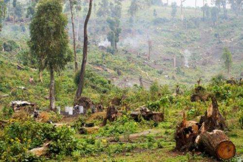 Women produce charcoal by cutting down woodland in Masisi near Kitchanga in North Kivu province on July 16, 2012