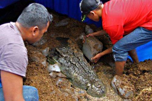 Workers put ice blocks around the remains of the saltwater crocodile "Lolong", on February 11, 2013, in the Philippines