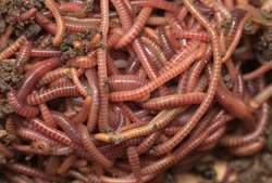 Worms may shed light on human ability to handle chronic stress