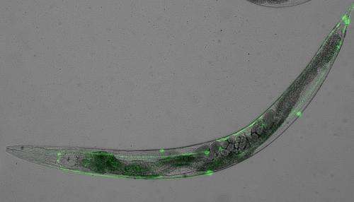 Worms reveal link between dementia gene and ageing
