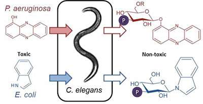 Worm sugarcoats bacterial toxins to stave off death