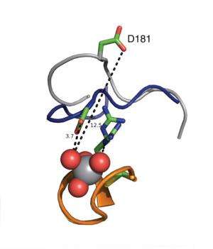 WPD Loops of PTP1B Enzymes