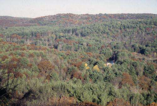 Northeastern US forests transformed by human activity over 400 years