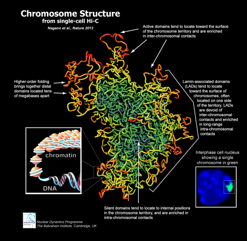 'X-shape' not true picture of chromosome structure, new imaging technique reveals